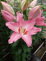 [5368 Crosser VZ No02.JPG]